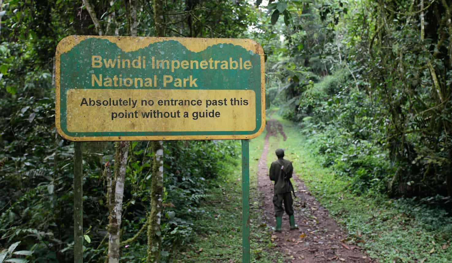 Bwindi Impenetrable Forest