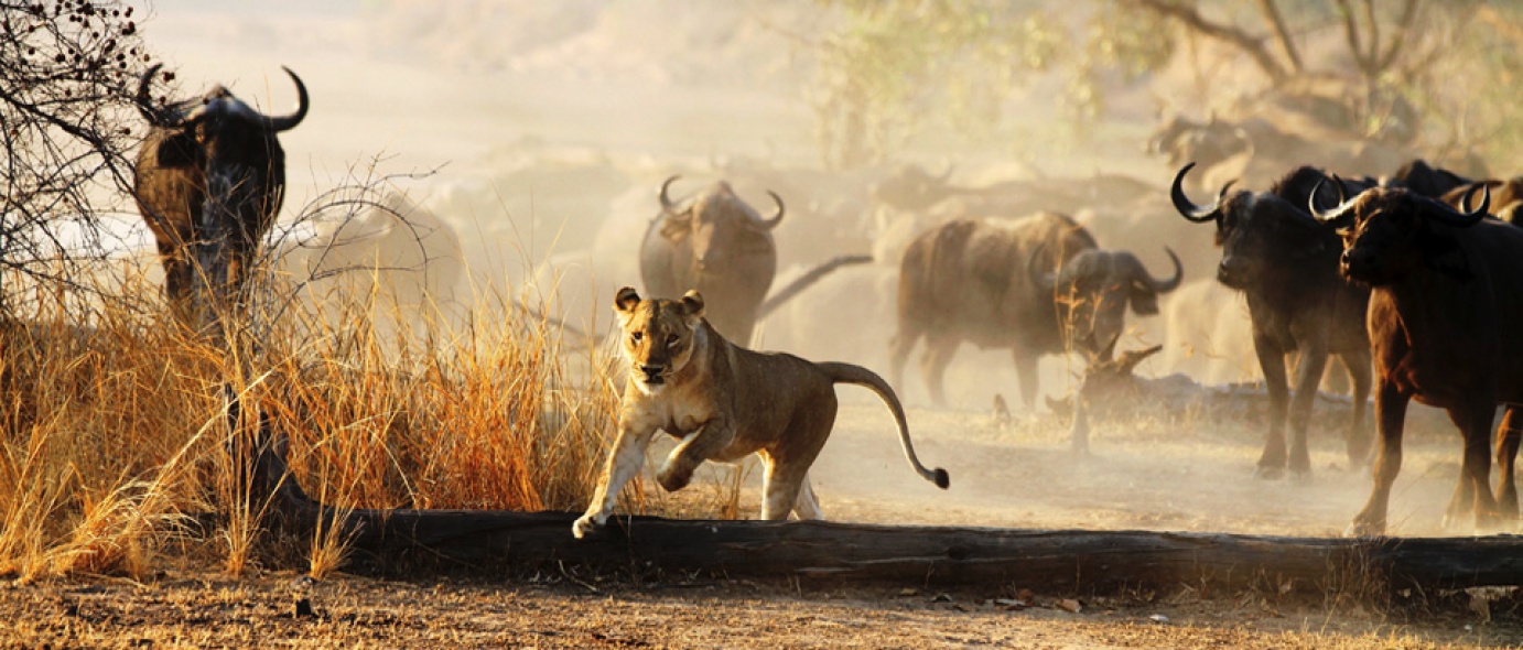 South Luangwa National Park